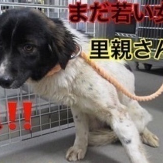 緊急！4月中の命を助けて下さい！