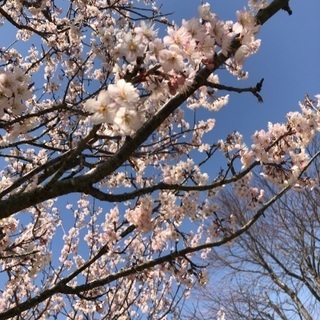 花見ツーリング✿*❀٭✿*❀٭