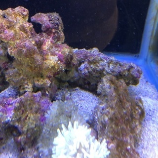 L.Tとシライトイソギンチャクの画像