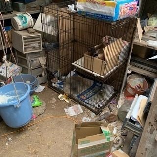 ペキニーズ - 犬