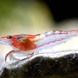🦐ルリーシュリンプ🦐 親サイズ   水草 熱帯魚 メダカ 金魚 ...