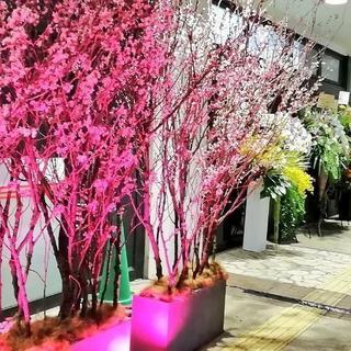 4/4夜桜会代々木公園🌸ワンコイン19時～