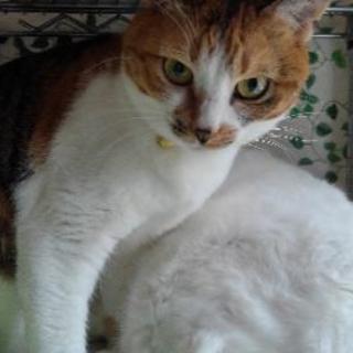 相模原の便利屋さん　 猫の手！ 