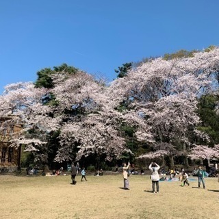 4/7お花見しよー！ - 友達