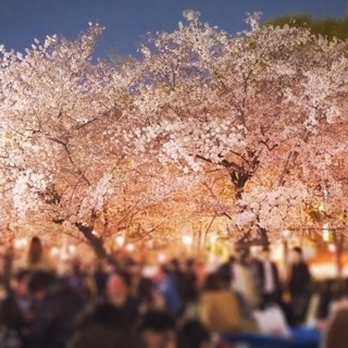 【急募】【4月6日（土）17時45分～】【日払い短期】円山公園 ...