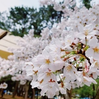 お花見の季節🌸❗️花より団子❗️（笑）美味しいものを食べながらみ...