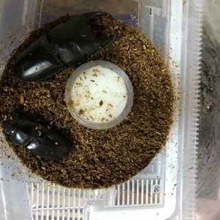 オオクワガタ大型血統ネシア879幼虫の画像