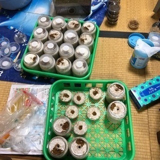 オオクワガタ大型血統ネシア879幼虫の画像