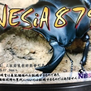 オオクワガタ大型血統ネシア879幼虫の画像