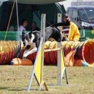 アジリティースクールBRAVEDOGSキャンペーン