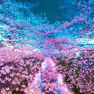 今日中目黒で桜見に行ってくれる方