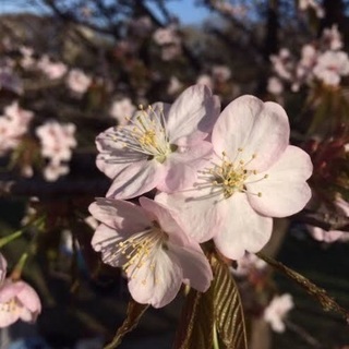 7日（日）一緒に桜を見に行ってくれる方🌸
