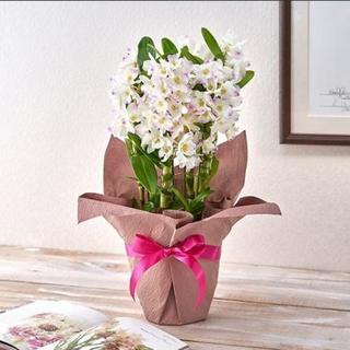 【最終!!誰か育ててあげて下さい(´д｀|||)】生花 エピデン...