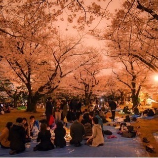 【急募】本日の19:30より代々木にて夜桜花見
