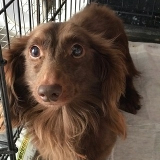 ダックス8歳オス 里親募集