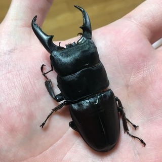 本土ヒラタ 和歌山県産 ♂単品