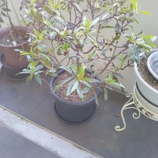 【再募集】沈丁花の鉢植え、差し上げます　4/9まで