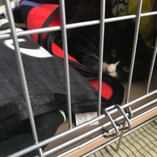里親募集★白黒 猫ちゃん  メインクーン