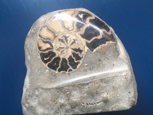 【激レア】アンモナイトの化石です。