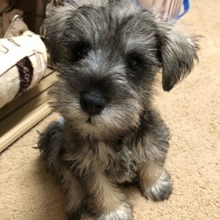 シュナウザー 大好き集合🐶！