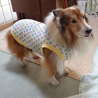 わんこ服手作り教室 Hapimo Shares®（ハピモシャレス）世田谷レディース教室の画像