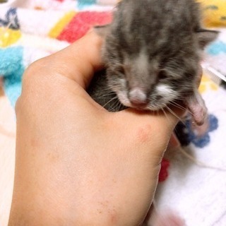生後5-6日 オス 子猫