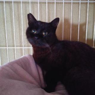 ボブテイルの黒猫ボブくん
