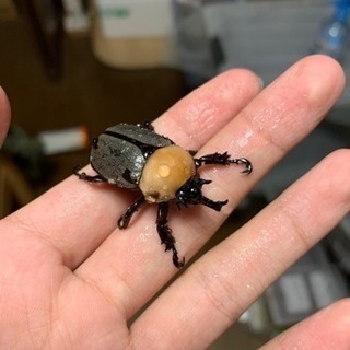 カブト、クワガタ大幅減種の画像