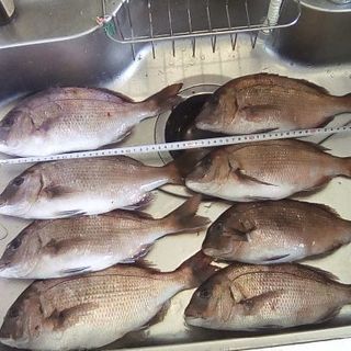 福井県の海上釣り堀(4h、5400円のコース)に行きませんか？？ - 桑名市