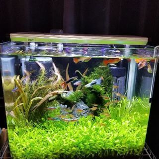 水槽　熱帯魚　セット