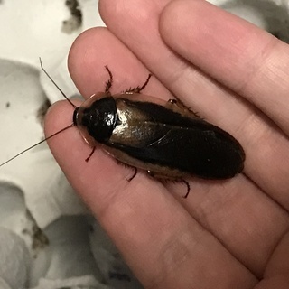 デュビア成虫　１００匹　発送可　死着保証１０％　の画像