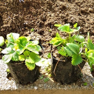 【商談中】ワイルドストロベリー（白）の苗　１株