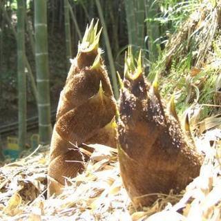 山城の竹の子