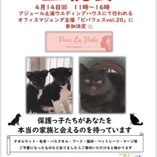 ボランティア・預かりボランティアさん募集