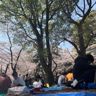 いまから上野公園でお花見じせんかーー？