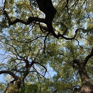 いまから上野公園でお花見じせんかーー？ - 台東区