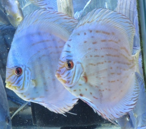 ディスカス　国産モルフォ系　14.3ｃｍ