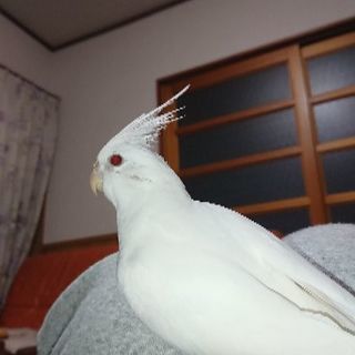 オカメインコ探しています