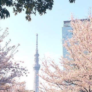 錦糸公園で花見🌸