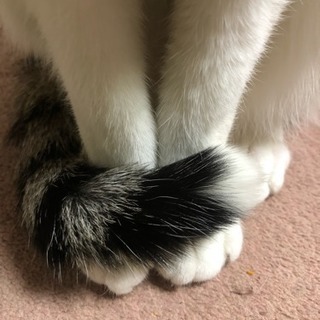 第２回猫好き女子会