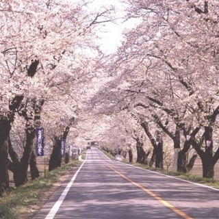 ★４/１３(土）日光街道 桜トンネルツーリング  参加者募集中 