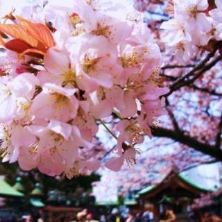 ７日代々木公園でお花見しませんか？🌸🍺🌸