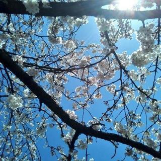 大沢野でお花見