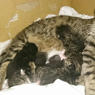 子猫、お譲ります。