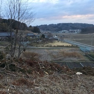 伐採スギ枝