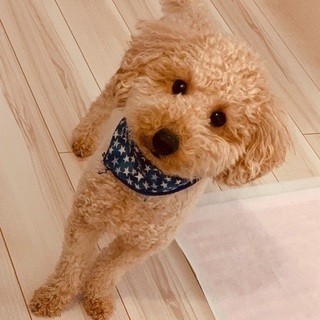 3歳トイプーの男の子
