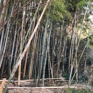 竹 真竹 孟宗竹 差し上げます 