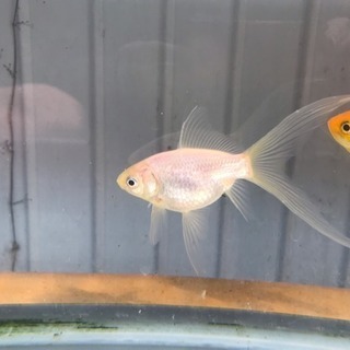 風水で良いとされる白い金魚
