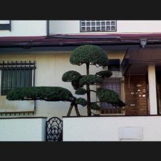 三郷市　庭木の剪定　草刈り　伐採