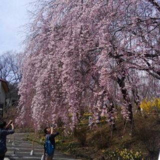 お花見　行きたいところへ。お子様も一緒にいかがですか。